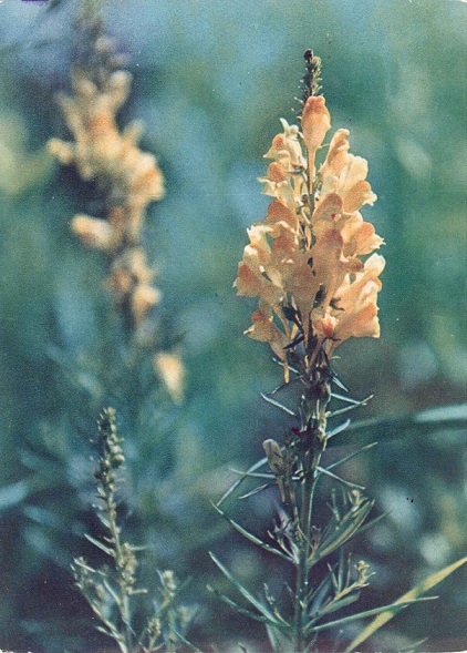 01 Экскурсия в природу. Лето 1973. Льнянка обыкновенная а.jpg