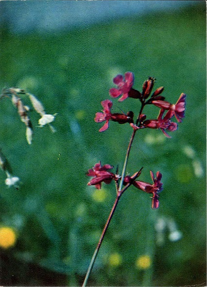 03 Экскурсия в природу. Лето 1973. Смолка обыкновенная а.jpg