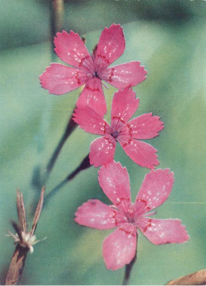 05 Экскурсия в природу. Лето 1973. Гвоздика травяная а.jpg