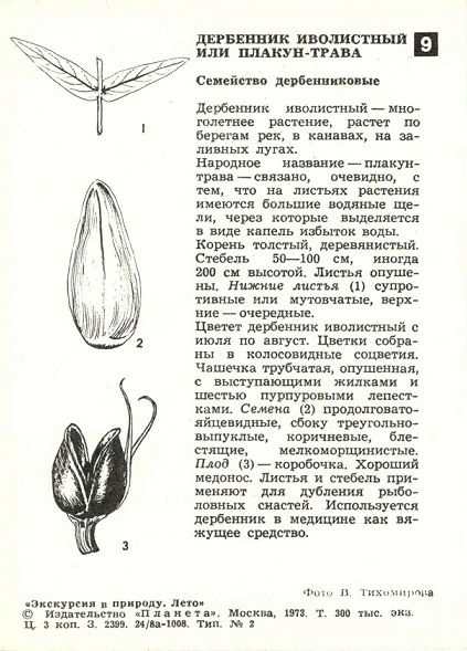 09 Экскурсия в природу. Лето 1973. Дербенник иволистный или плакун-трава р.jpg