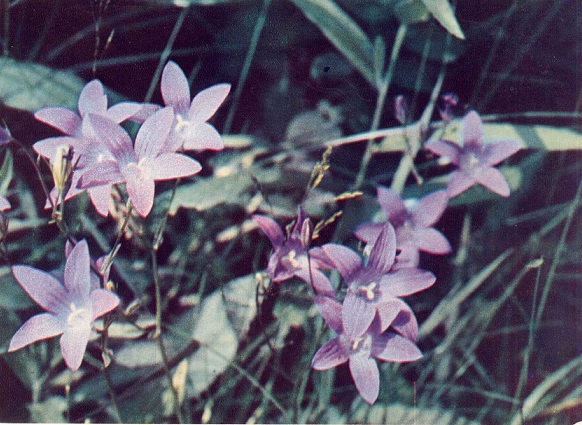 11 Экскурсия в природу. Лето 1973. Колокольчик раскидистый а.jpg