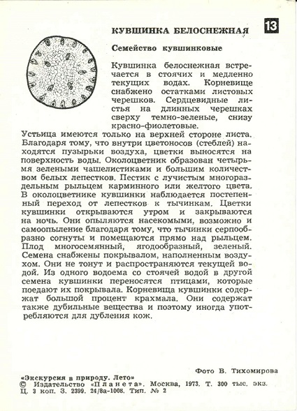13 Экскурсия в природу. Лето 1973. Кувшинка белоснежная р.jpg
