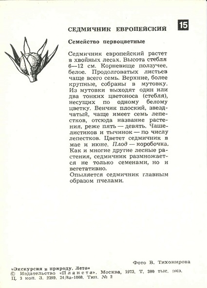 15 Экскурсия в природу. Лето 1973. Седмичник европейский р.jpg