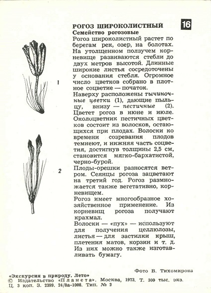 16 Экскурсия в природу. Лето 1973. Рогоз широколистный р.jpg