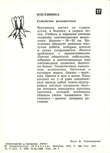 17 Экскурсия в природу. Лето 1973. Костяника р.jpg