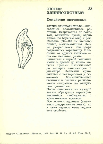 22 Экскурсия в природу. Осень 1971. Лютик длиннолистный р.jpg