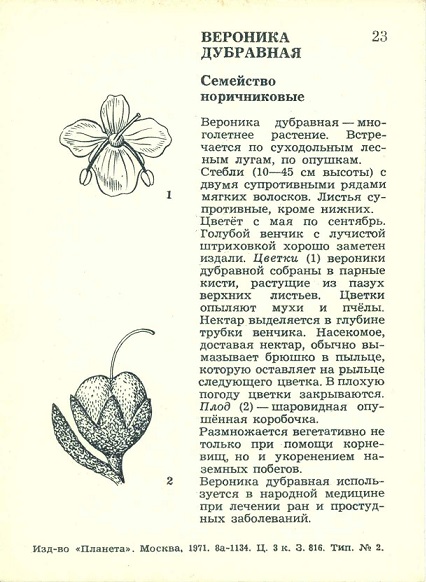 23 Экскурсия в природу. Осень 1971. Вероника дубравная р.jpg