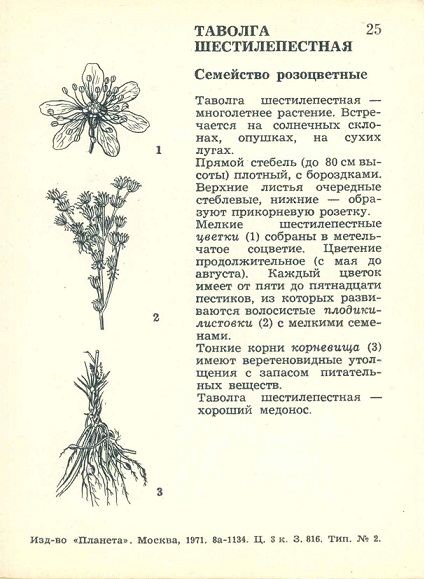 25 Экскурсия в природу. Осень 1971. Таволга шестилепестная р.jpg