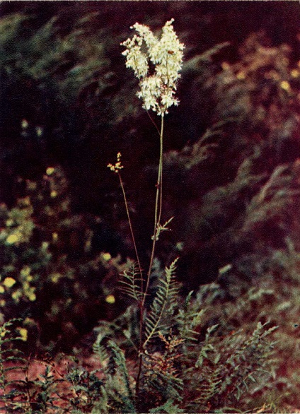 25 Экскурсия в природу. Осень 1971. Таволга шестилепестная а.jpg