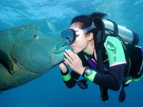 04ef9854efedefe0d17d257c9c20dcfc--scuba-diving.jpg