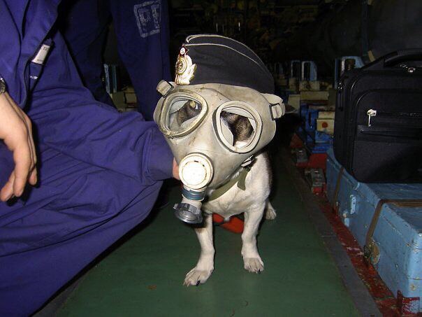 Собака подводника..jpg