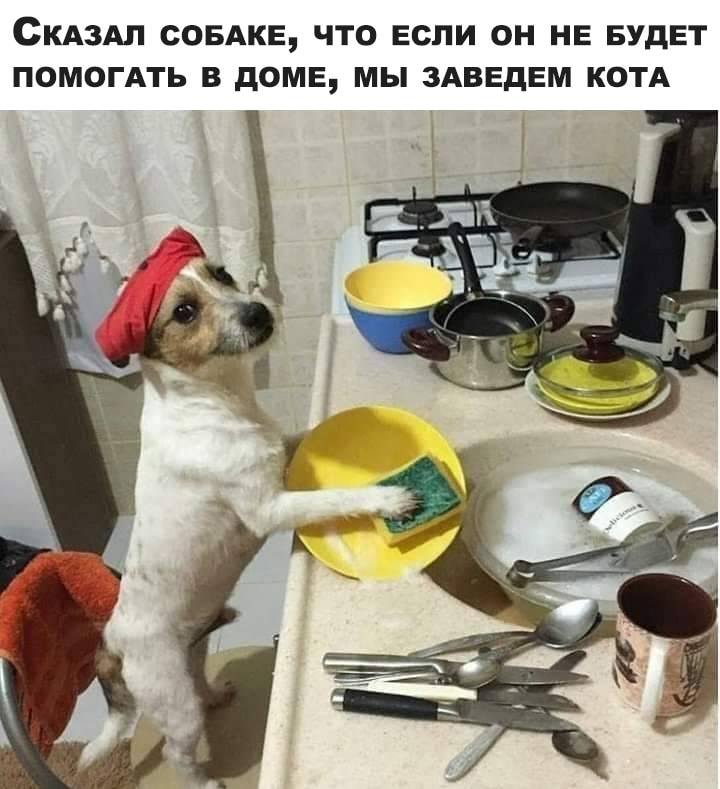 Собака..jpg