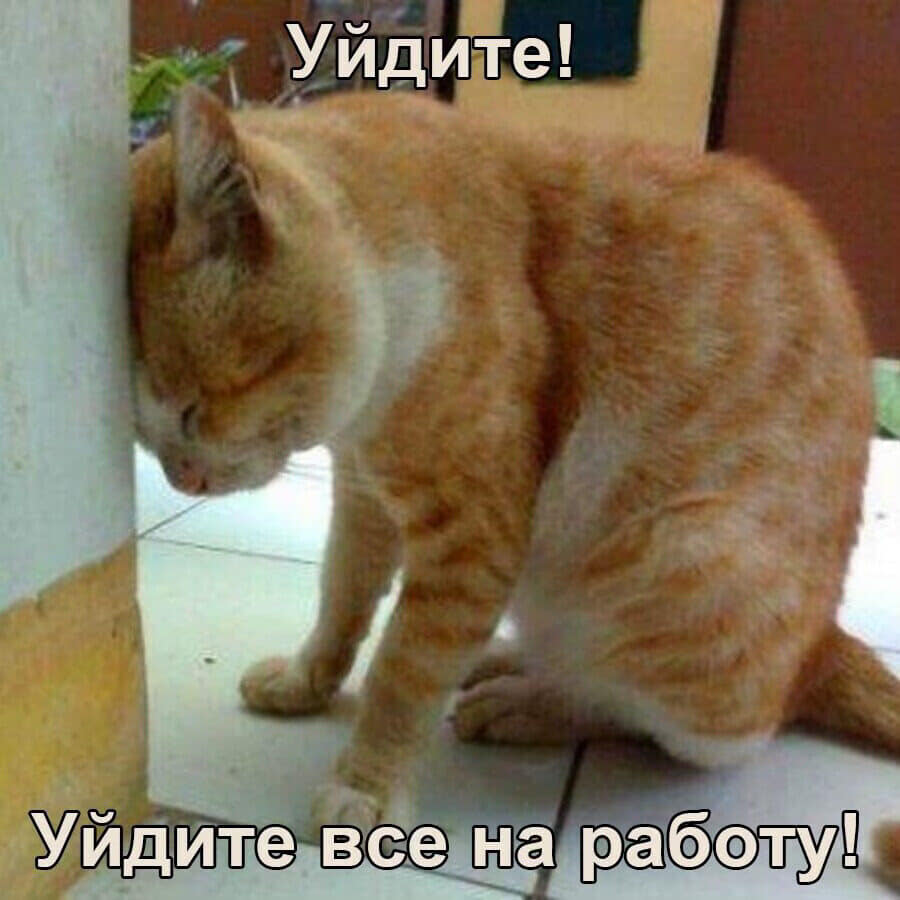 Кот-работа.jpg