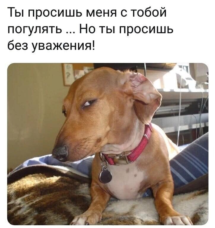 Собака гулять.jpg
