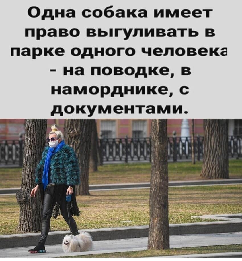 Собака-выгул вирус.jpg