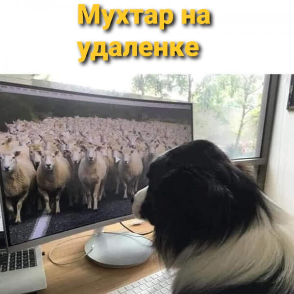 Собака-овцы.jpg