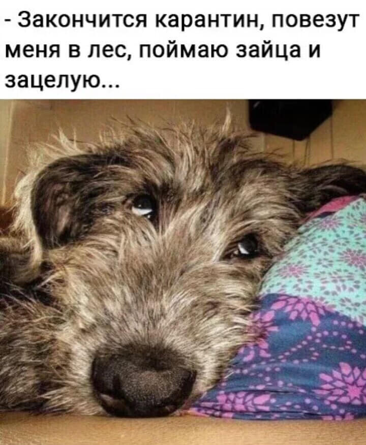 Собака-карантин.jpg