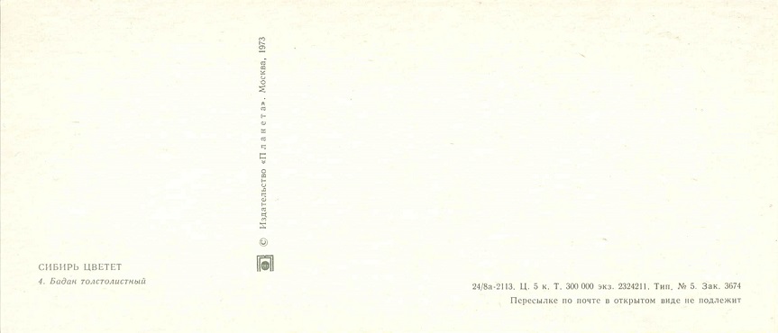 04 Сибирь цветет 1973. Бадан толстолистный р.jpg