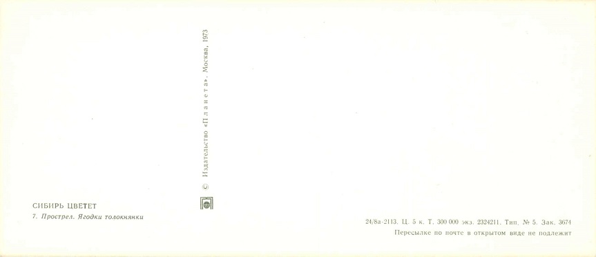 07 Сибирь цветет 1973. Прострел р.jpg