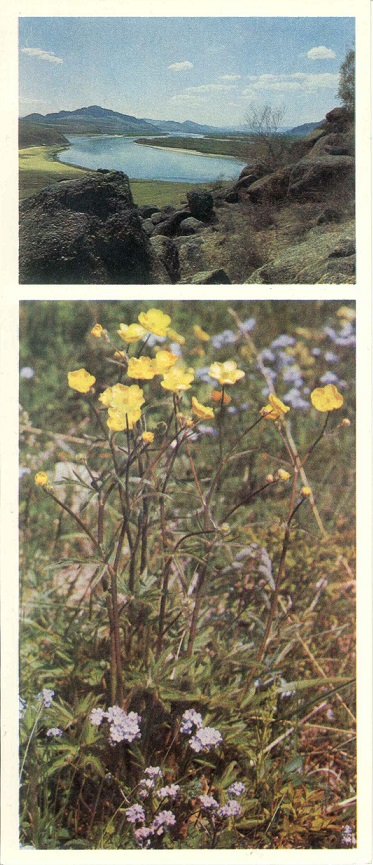 09 Сибирь цветет 1973. Лютик и незабудки а.jpg