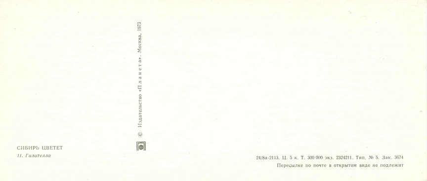 11 Сибирь цветет 1973. Галателла р.jpg