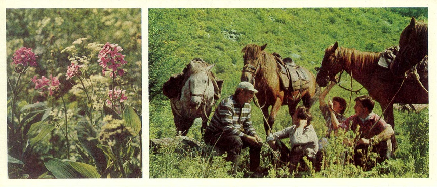 12 Сибирь цветет 1973. Вечерница сибирская а.jpg