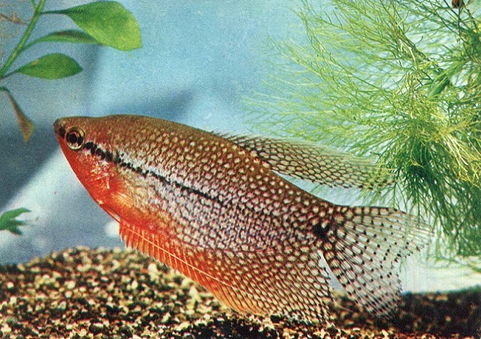15 Пестрый мир аквариума 1980. Вып. 1. Гурами жемчужный а.jpg