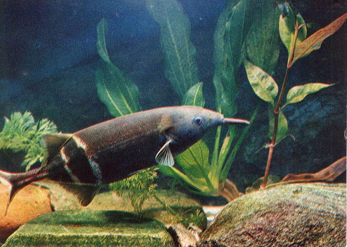 20 Пестрый мир аквариума 1980. Вып. 1. Мормирус, рыба-слон а.jpg