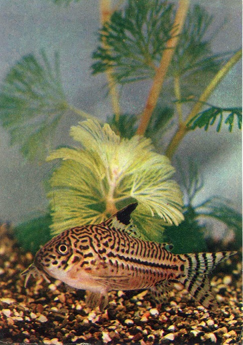 21 Пестрый мир аквариума 1980. Вып. 1. Леопардовый сомик а.jpg