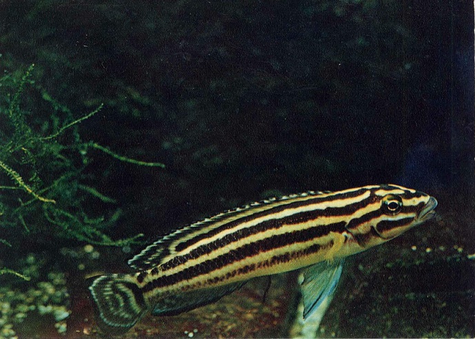 09 Пестрый мир аквариума 1982. Вып. 2. Юлидохромис Регана а.jpg
