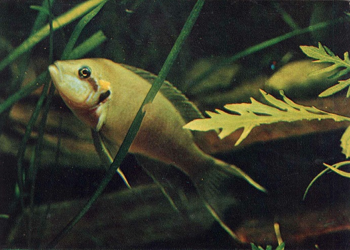 10 Пестрый мир аквариума 1982. Вып. 2. Принцесса Бурунди а.jpg