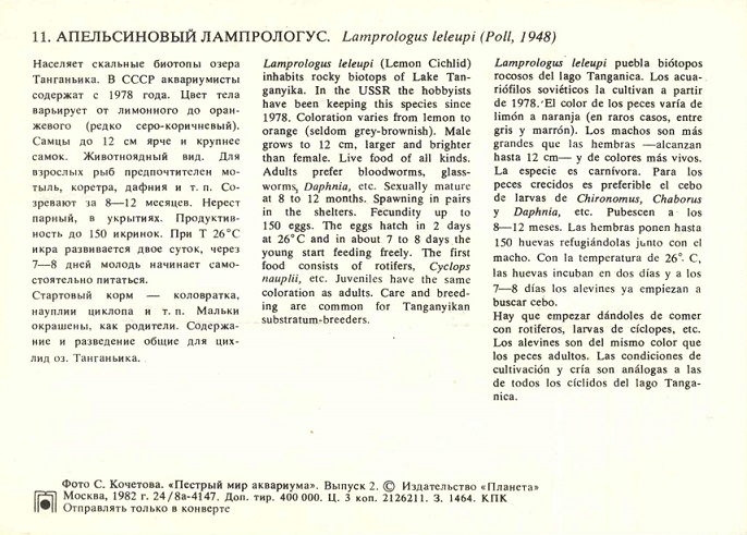 11 Пестрый мир аквариума 1982. Вып. 2. Апельсиновый лампрологус р.jpg