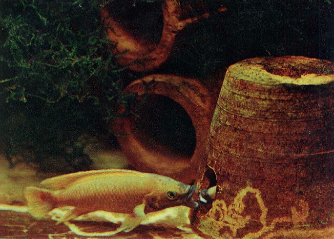 11 Пестрый мир аквариума 1982. Вып. 2. Апельсиновый лампрологус а.jpg