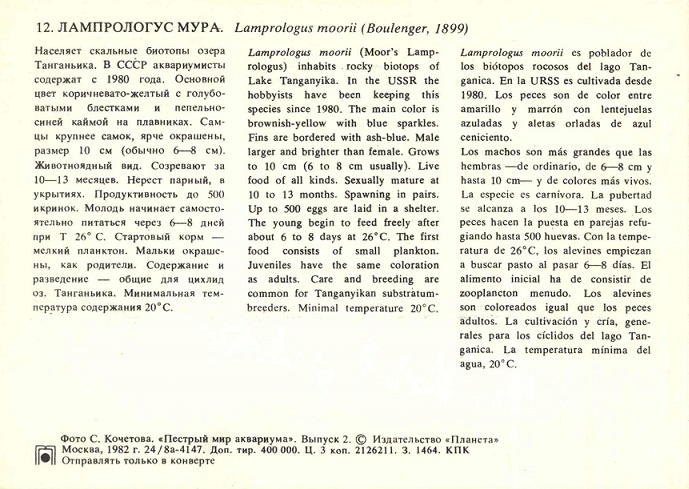 12 Пестрый мир аквариума 1982. Вып. 2. Лампрологус Мура р.jpg