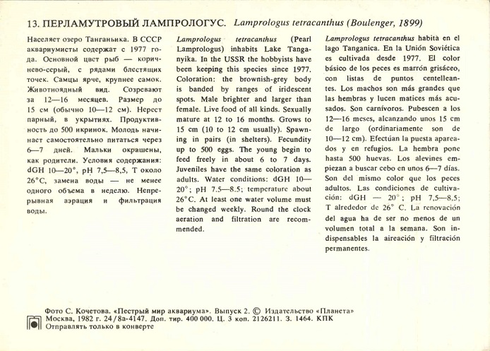 13 Пестрый мир аквариума 1982. Вып. 2. Перламутровый лампрологус р.jpg