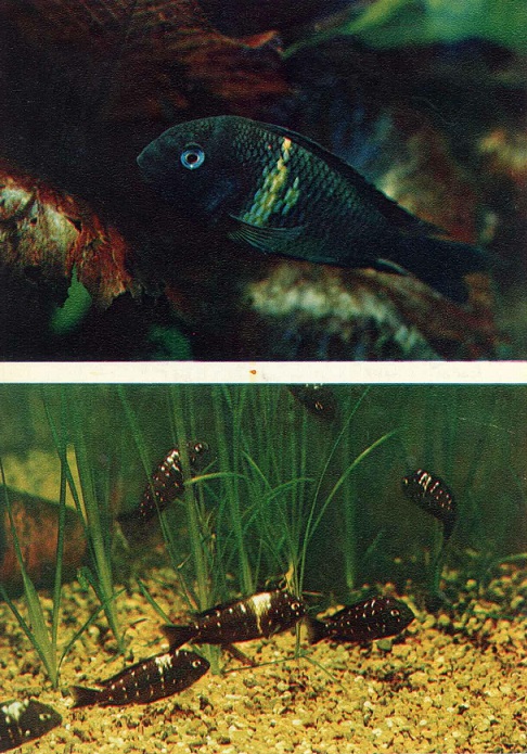14 Пестрый мир аквариума 1982. Вып. 2. Звездчатый трофеус а.jpg