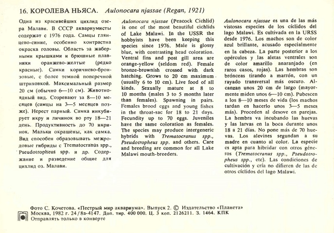 16 Пестрый мир аквариума 1982. Вып. 2. Королева Ньяса р.jpg