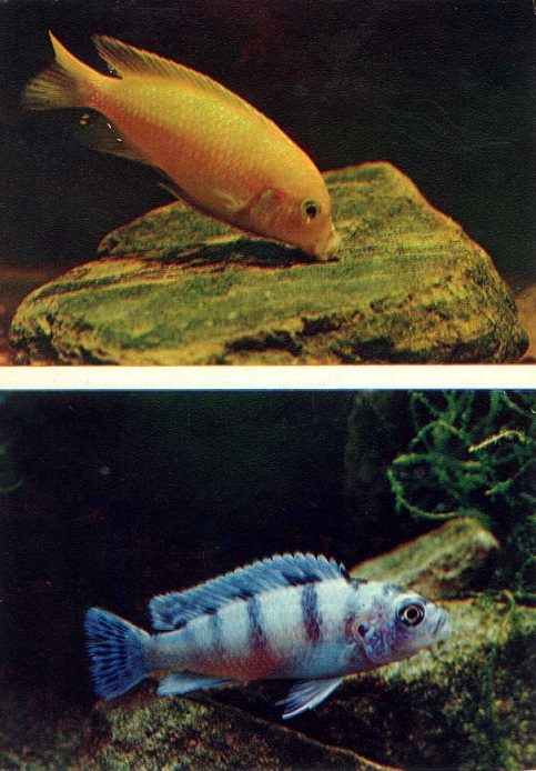 21 Пестрый мир аквариума 1982. Вып. 2. Псевдотрофеус Ломбардо а.jpg