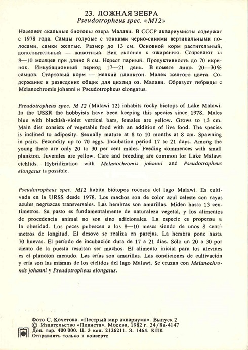 23 Пестрый мир аквариума 1982. Вып. 2. Ложная зебра р.jpg