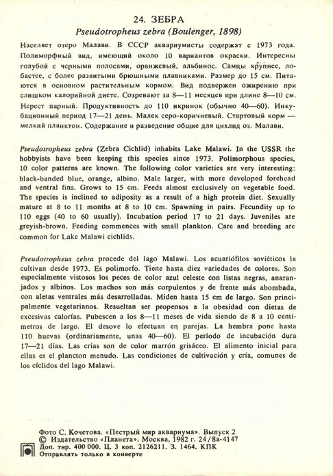 24 Пестрый мир аквариума 1982. Вып. 2. Зебра р.jpg