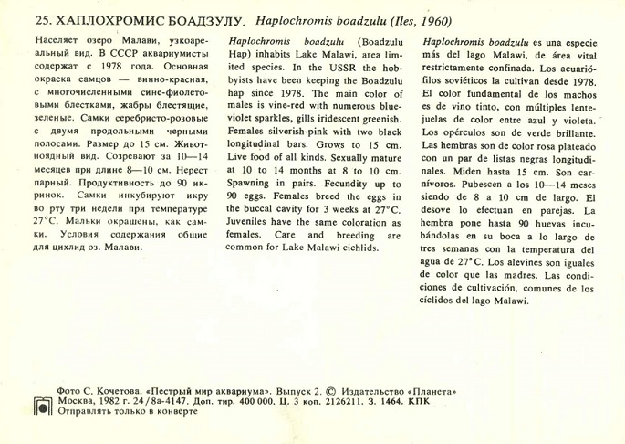 25 Пестрый мир аквариума 1982. Вып. 2. Хаплохромис Боадзулу р.jpg