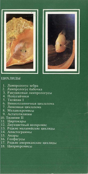 00 Пестрый мир аквариума 1988. Вып. 7. обл. 3.jpg