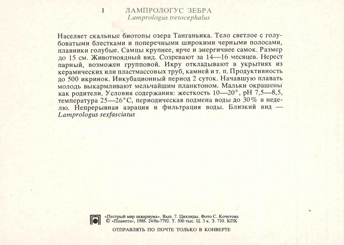 01 Пестрый мир аквариума 1988. Вып. 7. Лампрологус зебра р.jpg