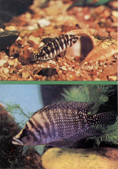 02 Пестрый мир аквариума 1988. Вып. 7. Лампрологус бабочка а.jpg