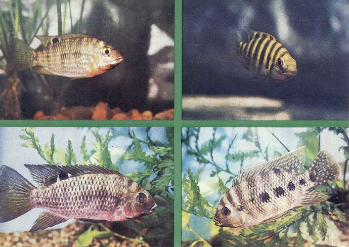 05 Пестрый мир аквариума 1988. Вып. 7. Тиляпия гвинейская... а.jpg