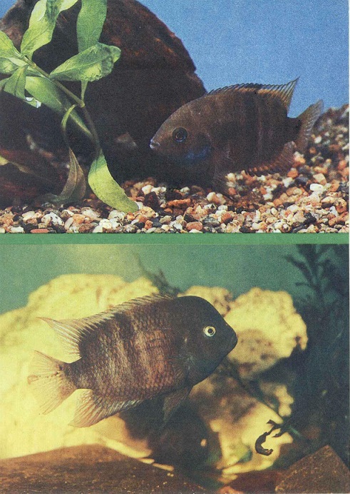 06 Пестрый мир аквариума 1988. Вып. 7. Винноплавничная цихлазома а.jpg