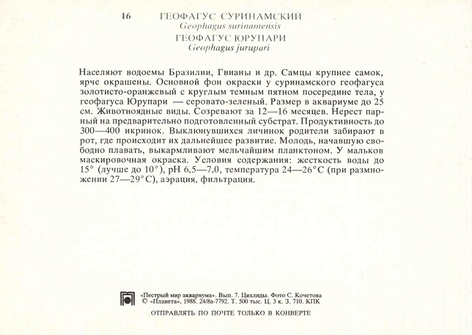 16 Пестрый мир аквариума 1988. Вып. 7. Геофагус суринамский... р.jpg