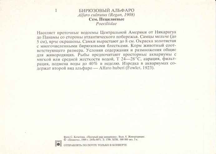 01 Пестрый мир аквариума 1989. Вып. 8. Бирюзовый альфаро р.jpg