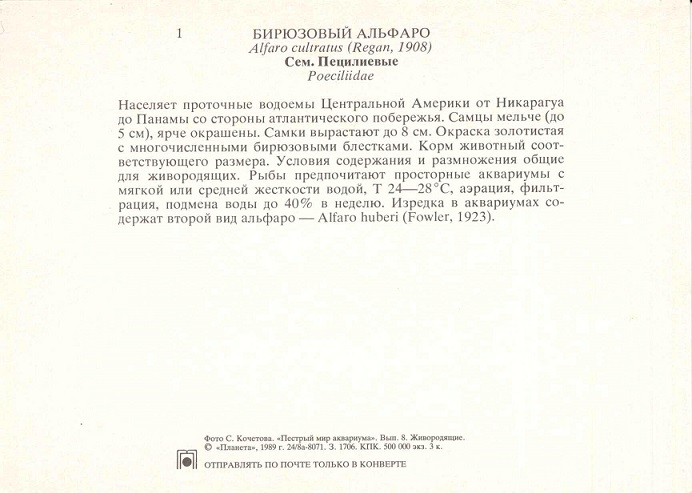 01 Пестрый мир аквариума 1989. Вып. 8. Бирюзовый альфаро р.jpg