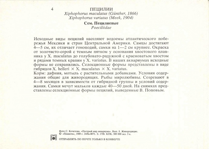 04 Пестрый мир аквариума 1989. Вып. 8. Пецилии р.jpg